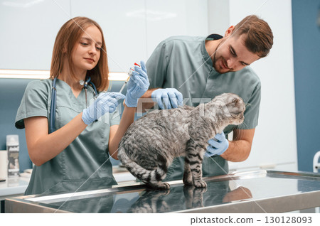 Professionals at work. Scottish fold cat in veterinary clinic with two doctors 130128093