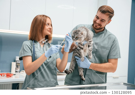 Professionals at work. Scottish fold cat in veterinary clinic with two doctors Professionals at work. Scottish fold cat in veterinary clinic with two doctors 130128095