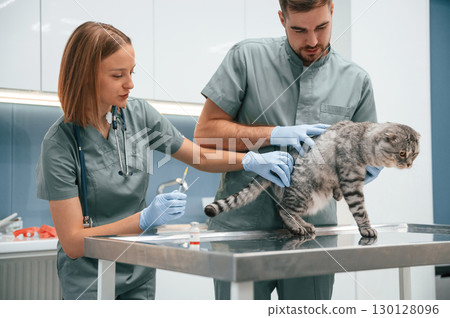 Scottish fold cat in veterinary clinic with two doctors Scottish fold cat in veterinary clinic with two doctors 130128096