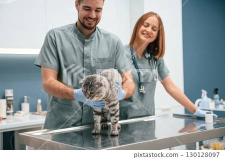 Scottish fold cat in veterinary clinic with two doctors Scottish fold cat in veterinary clinic with two doctors 130128097