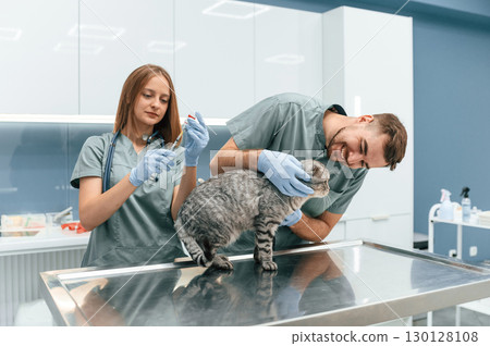 Scottish fold cat in veterinary clinic with two doctors Scottish fold cat in veterinary clinic with two doctors 130128108