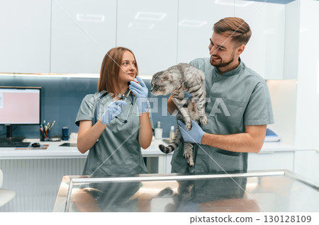 Scottish fold cat in veterinary clinic with two doctors Scottish fold cat in veterinary clinic with two doctors 130128109