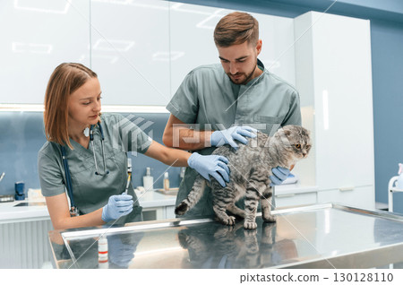Scottish fold cat in veterinary clinic with two doctors Scottish fold cat in veterinary clinic with two doctors 130128110