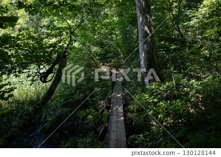 Lakeside Forest Walkway, Kamaike Pond, Otari Village, Nagano Prefecture 130128144