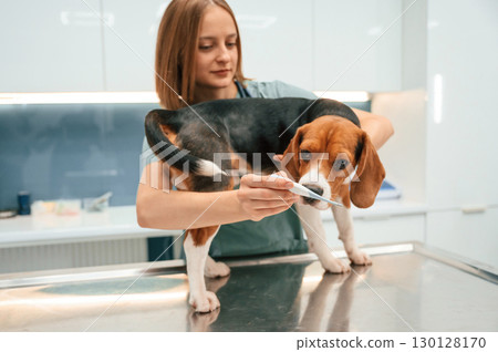 Temperature of the body, holding thermometer. Woman veterinarian is with dog in the clinic 130128170