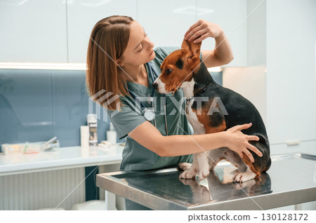 Checking the ears. Woman veterinarian is with dog in the clinic 130128172