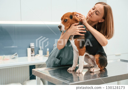 Checking the ears. Woman veterinarian is with dog in the clinic Checking the ears. Woman veterinarian is with dog in the clinic 130128173