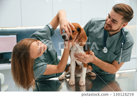 Checking the teeth. Dog in veterinary clinic with two doctors 130128259