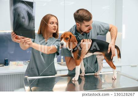 Holding the x-ray. Dog in veterinary clinic with two doctors 130128267