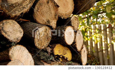 Firewood stacked in the yard - logs of sawn trees. 130128412
