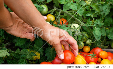 The farmer's female hands harvest ripe tomatoes in the garden.  130128425