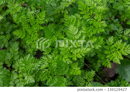 Cow parsley grows abundantly in lush green foliage showcasing its delicate leaves in a natural setting 130129427
