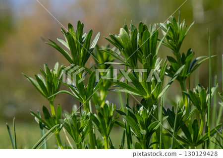 Bright green Galium aparine plants thrive in a sunny meadow during early spring showcasing their unique leaves and climbing capabilities 130129428