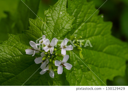 Garlic mustard blooms thrive in a lush green environment during spring showcasing small white flowers among vibrant leaves Garlic mustard blooms thrive in a lush green environment during spring showcasing small white flowers among vibrant leaves 130129429