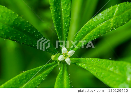 Galium aparine showcases delicate white flowers among lush green leaves in a vibrant natural setting near a woodland area 130129430