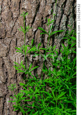 Cleavers plant Galium aparine climbing on tree bark in a forest environment during spring season showing vibrant green leaves 130129432