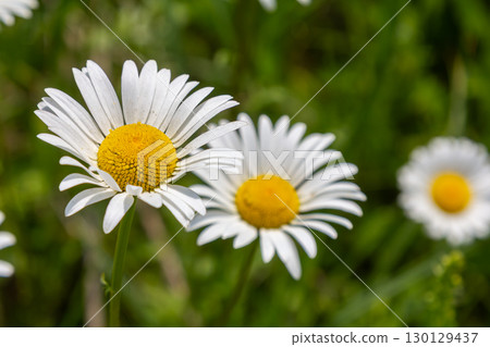 Bright oxeye daisies bloom in a lush green field during a sunny afternoon in late spring showcasing their distinct white petals and yellow centers Bright oxeye daisies bloom in a lush green field during a sunny afternoon in late spring showcasing their distinct white petals and yellow centers 130129437