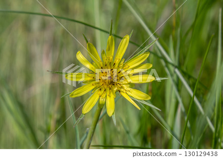 Bright yellow wildflower blooming in lush green grass during springtime 130129438