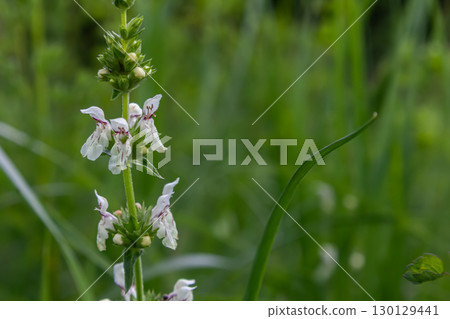 Yellow woundwort Stachys recta blooms in a lush green meadow during late spring showcasing its delicate white flowers and vibrant healthy appearance 130129441
