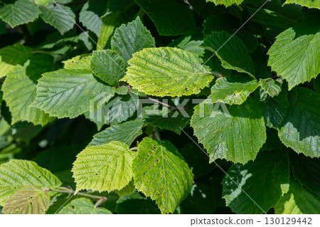 Common hazel leaves with distinct textures and shades photographed during a bright afternoon in a natural setting 130129442