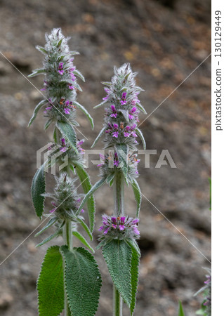Wood betony flowers in bloom show vibrant purple hues against rocky backdrop in a forest area during summer Wood betony flowers in bloom show vibrant purple hues against rocky backdrop in a forest area during summer 130129449