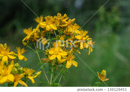 Beautiful clusters of Hypericum perforatum bloom in a lush green field during late spring showcasing vibrant yellow flowers under natural sunlight 130129451