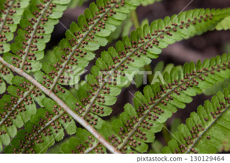 Close-up view of Dryopteris filix-mas showcasing its unique leaf structure and spore patterns in a forest setting during late spring 130129464