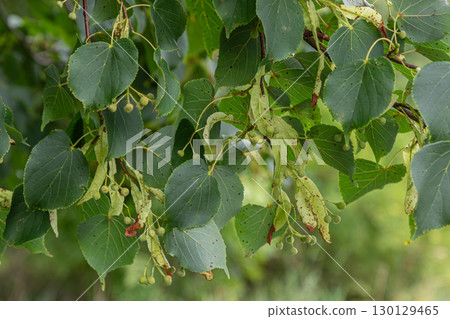 Tilia cordata branches with small leaves and developing fruits in a natural setting during late spring Tilia cordata branches with small leaves and developing fruits in a natural setting during late spring 130129465