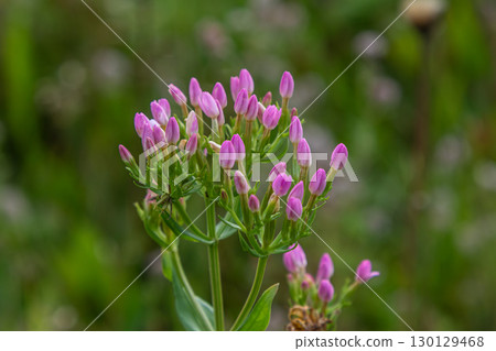 Common centaury Centaurium erythraea blooms with pink buds in a lush green field during the bloom season 130129468