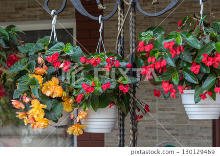Vibrant tuberous begonias in hanging pots display bright red and yellow blooms in a sunny garden setting during springtime Vibrant tuberous begonias in hanging pots display bright red and yellow blooms in a sunny garden setting during springtime 130129469
