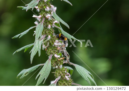 Close-up of Leonurus Motherwort plant covered with delicate flowers and visited by pollinating insects in a lush green environment during late spring 130129472