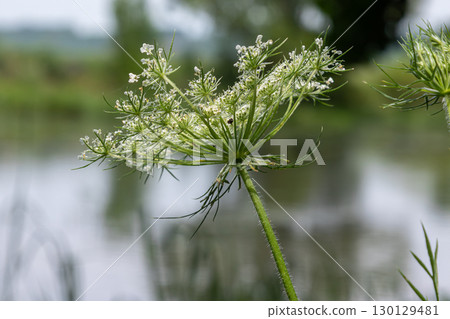 Wild carrot flowers bloom elegantly by a serene water body in early summer showcasing delicate white florets and vibrant green foliage Wild carrot flowers bloom elegantly by a serene water body in early summer showcasing delicate white florets and vibrant green foliage 130129481