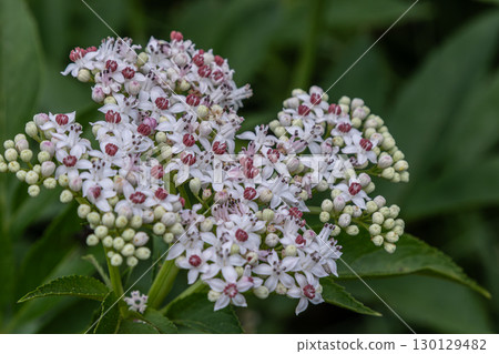 Dwarf elder Sambucus ebulus showcasing clusters of white and pink flowers in a lush green setting during springtime 130129482
