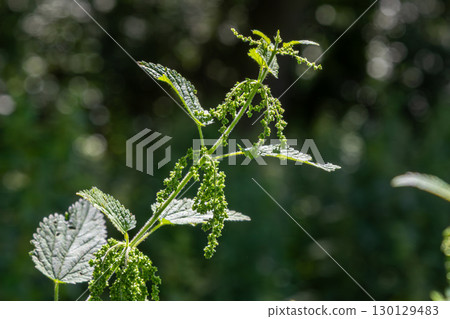 Capturing the intricate details of Urtica dioica commonly known as stinging nettle thriving in its natural habitat during a sunny afternoon 130129483