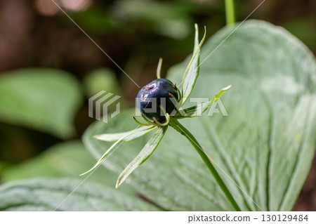 Discovering Paris quadrifolia in a lush forest showcasing its unique blue berries surrounded by green leaves during a sunny afternoon 130129484