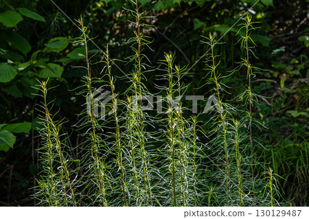 Fireweed stands tall in a lush forest environment showcasing its slender green stems and delicate leaves during summer 130129487