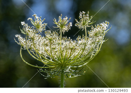 Wild carrot blooming in a sunlit meadow showcasing its delicate lace-like flowers and intricate structure in early summer Wild carrot blooming in a sunlit meadow showcasing its delicate lace-like flowers and intricate structure in early summer 130129493