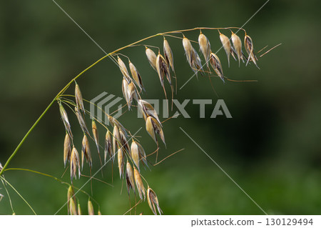 Exploring the characteristics of Avena fatua the wild oat with a close-up view of its mature seed heads in a natural setting 130129494