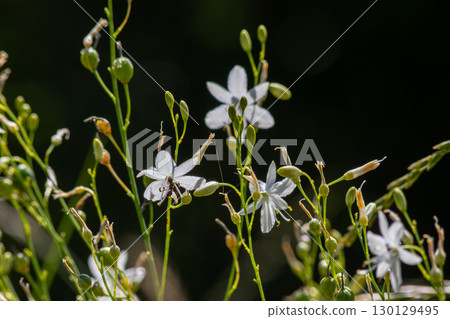 Beautiful clusters of Anthericum ramosum bloom against a contrasting dark background in a serene wilderness during late spring Beautiful clusters of Anthericum ramosum bloom against a contrasting dark background in a serene wilderness during late spring 130129495