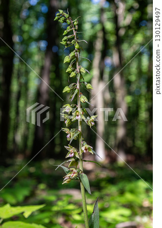 Violet Helleborine Epipactis purpurata blooming in lush woodland with dappled sunlight filtering through trees 130129497