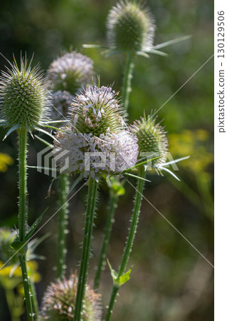 Wild teasel blooms prominently in a vibrant natural setting during late spring showcasing unique floral structures and spiky silhouettes 130129506