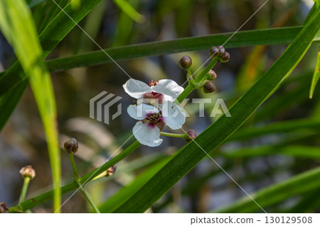 Common arrowhead plant in bloom surrounded by lush aquatic vegetation by a serene water body on a sunny day Common arrowhead plant in bloom surrounded by lush aquatic vegetation by a serene water body on a sunny day 130129508