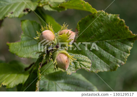 European filbert tree shows clusters of young hazelnuts surrounded by green leaves in a forest setting during late summer European filbert tree shows clusters of young hazelnuts surrounded by green leaves in a forest setting during late summer 130129517