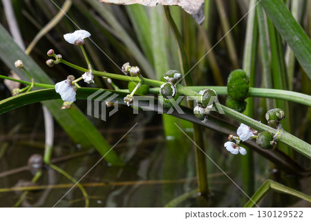 Common arrowhead blooms with white flowers and seed pods in a freshwater habitat during late spring 130129522