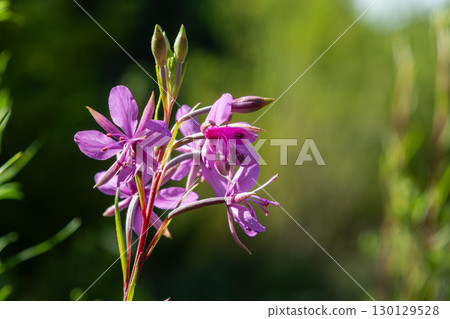 Fireweed blooms in vibrant purple against a blurred green background during the warm afternoon sun in a natural setting 130129528