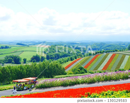 Spectacular views of Hokkaido: Views of Shikisai no Oka in Biei Town 130129583