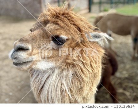 portrait of an alpaca on a farm on a summer day Hight photo 130129634