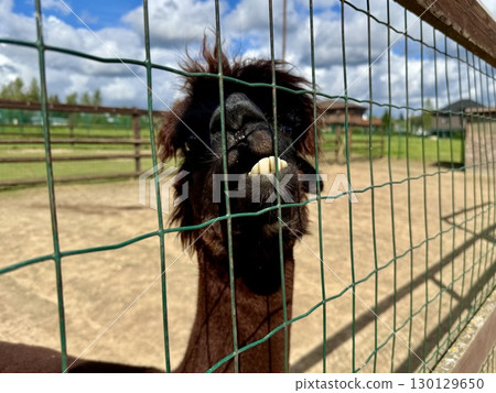 portrait of an alpaca on a farm on a summer day Hight photo 130129650