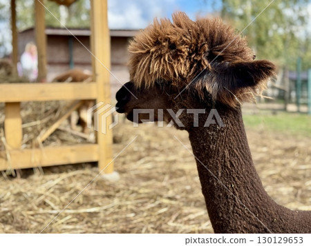 portrait of an alpaca on a farm on a summer day Hight photo 130129653