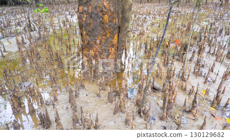 A single mangrove tree trunk surrounded by its unique root system at low tide. A single mangrove tree trunk surrounded by its unique root system at low tide. 130129682